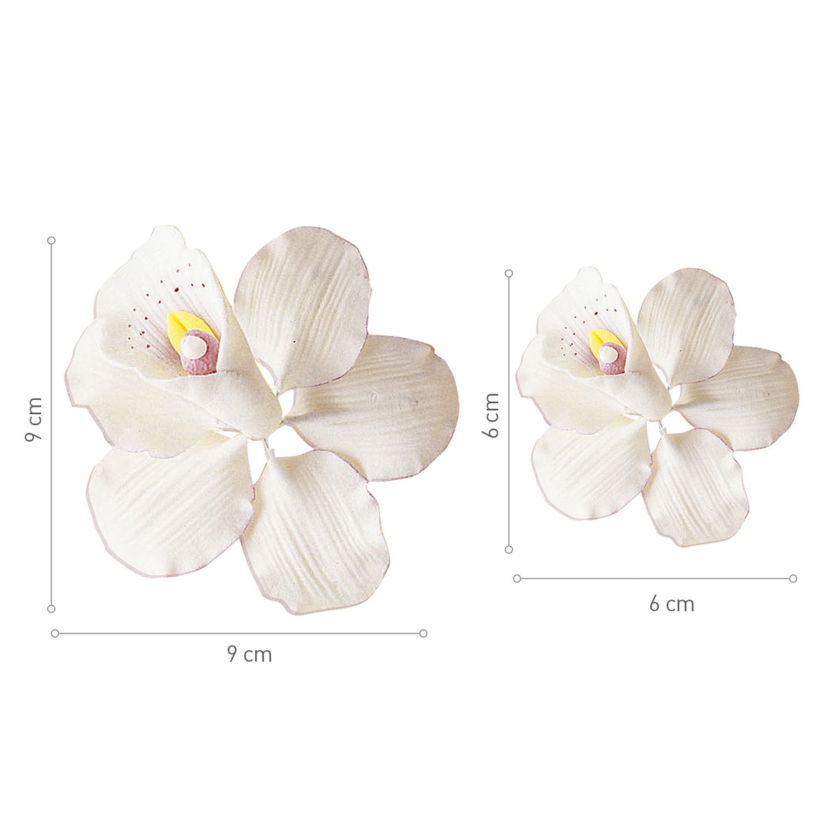 DECORATION EN SUCRE ASSORTIMENTO RQUIDÉES 9X9 | 6X6 CM