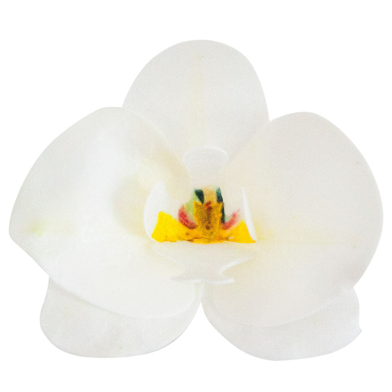 ORCHIDEA CIALDA BIANCA 8.5 -7.5 CM