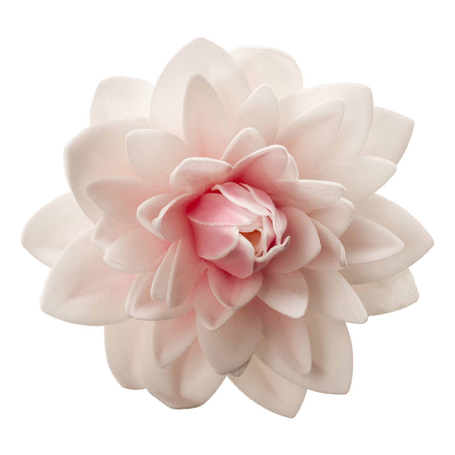 GIANT DAHLIA WAFER PINK COLOR 12,5 CM