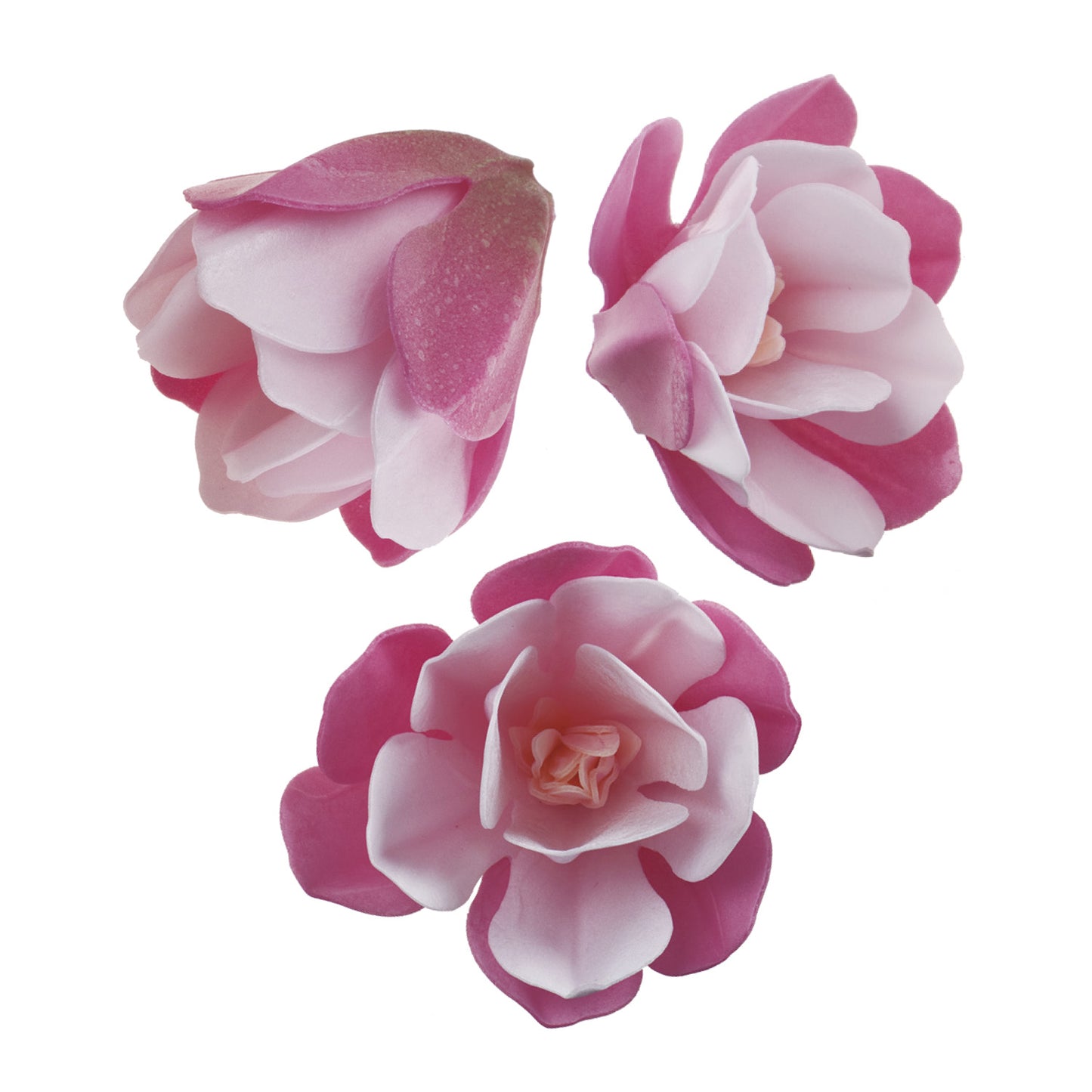 SCATOLA DA 6 MAGNOLIE IN WAFER ROSA 6.5-7CM