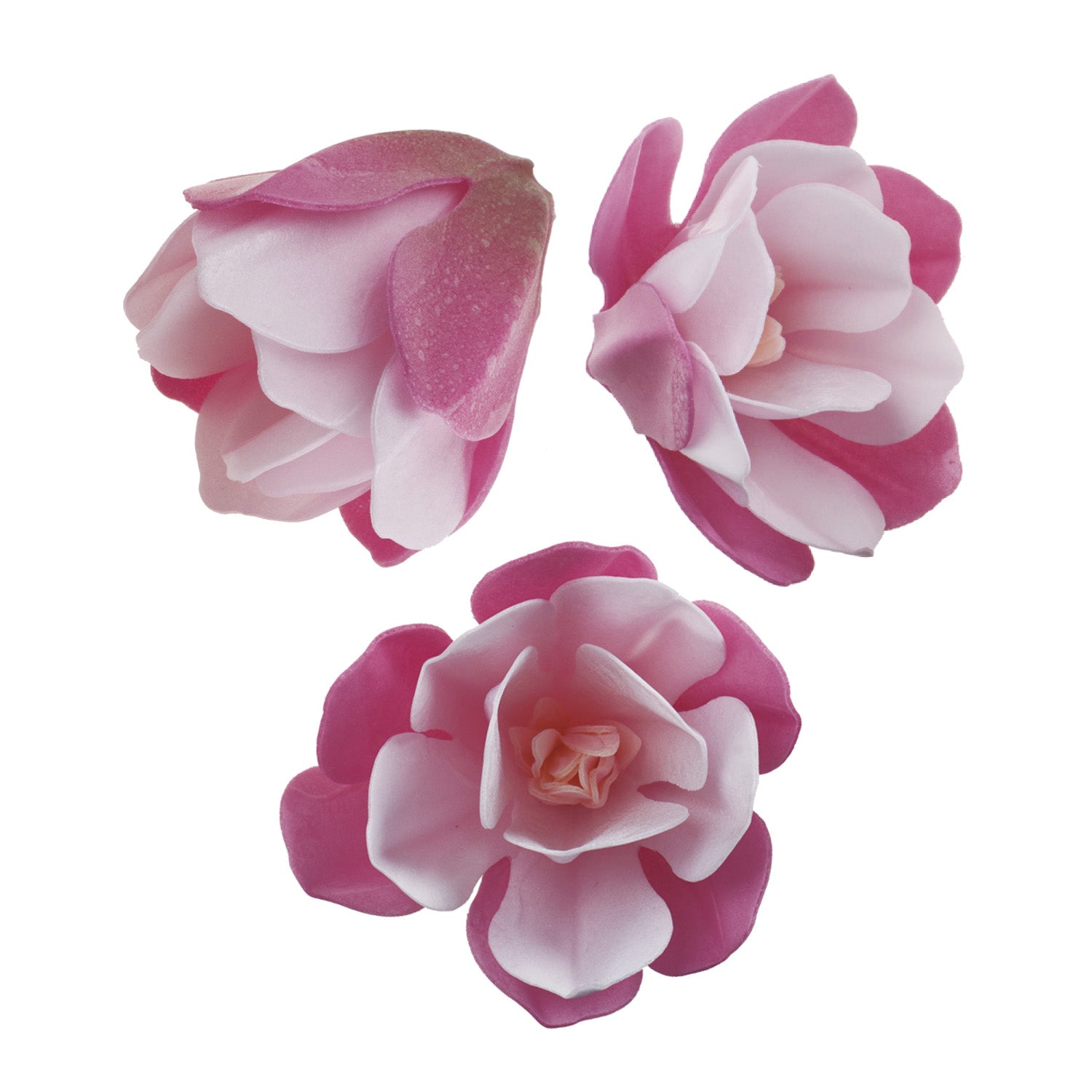 SCATOLA DA 6 MAGNOLIE IN WAFER ROSA 6.5-7CM