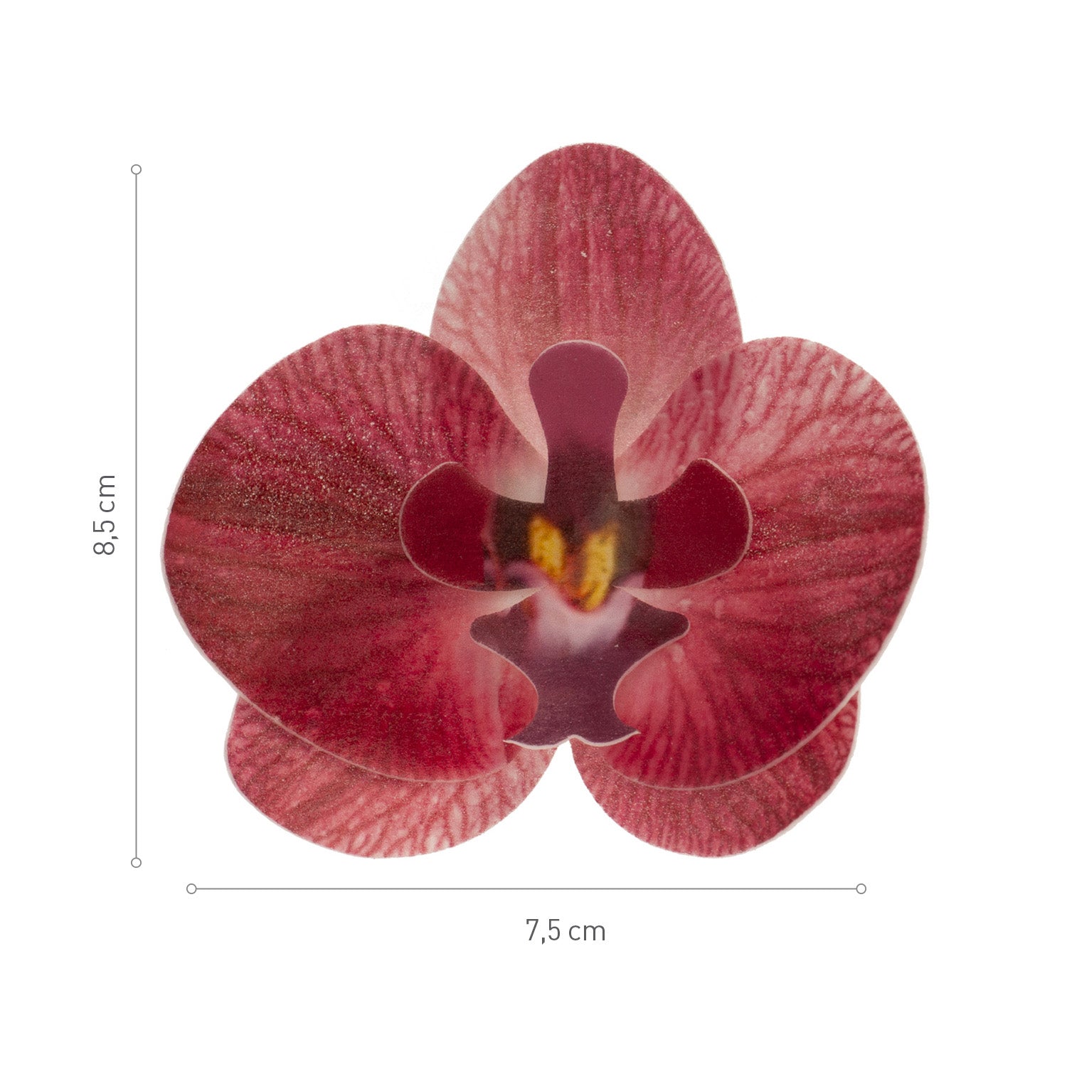 BOITE DE 10 ORCHIDEES AZYME AZYME BOURGOGNE 8,5-7,5CM