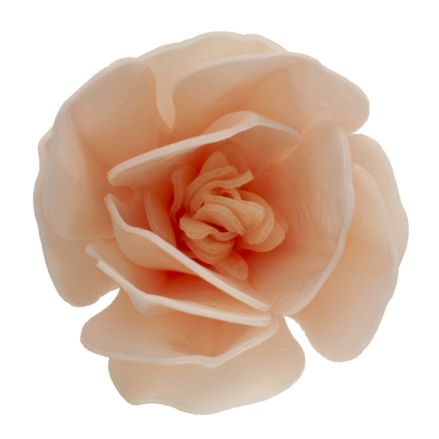 BOX OF 6 WHITE WAFER MAGNOLIAS 6.5-7CM