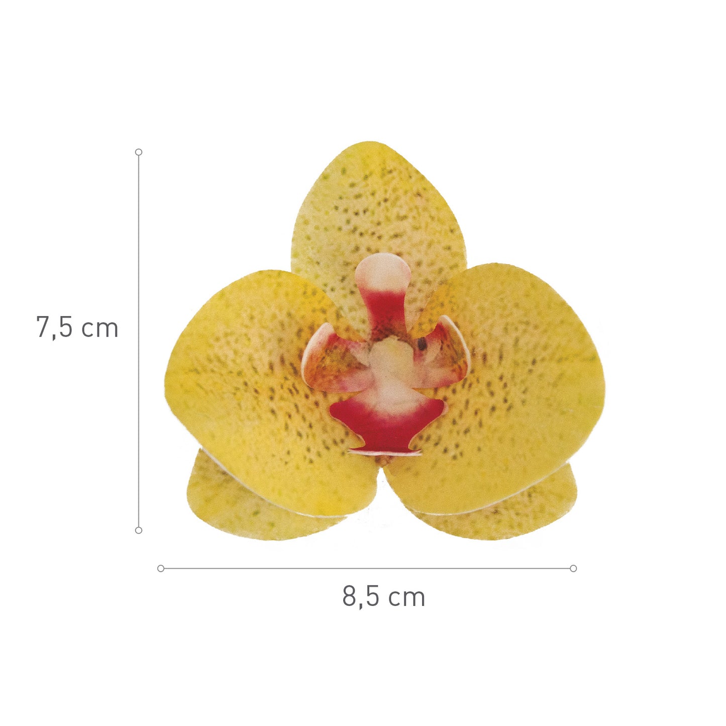 CAJA DE 10 ORQUÍDEAS DE OBLEA AMARILLAS 8.5-7.5CM