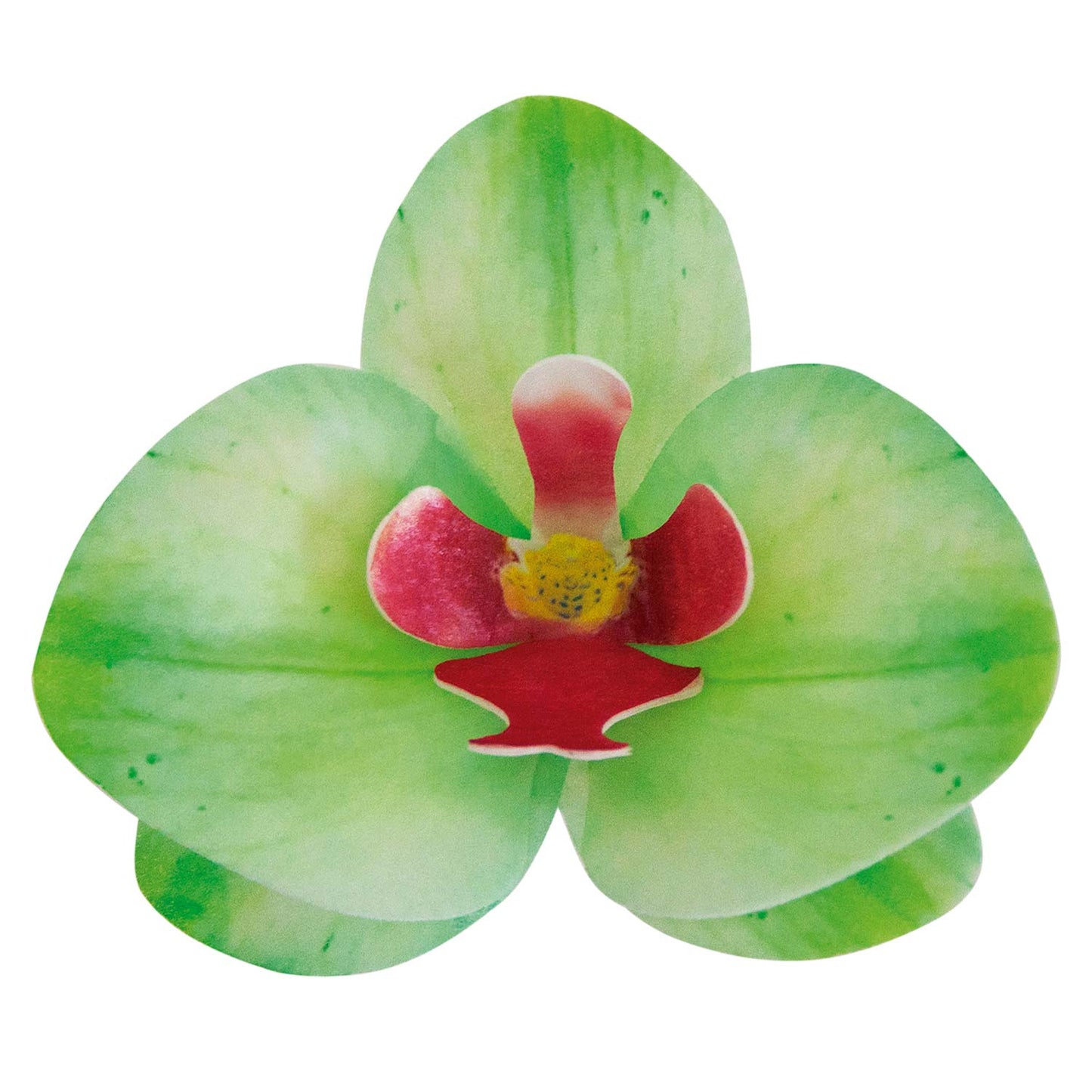 BOX OF 10 GREEN WAFER ORCHIDS 8.5-7.5CM