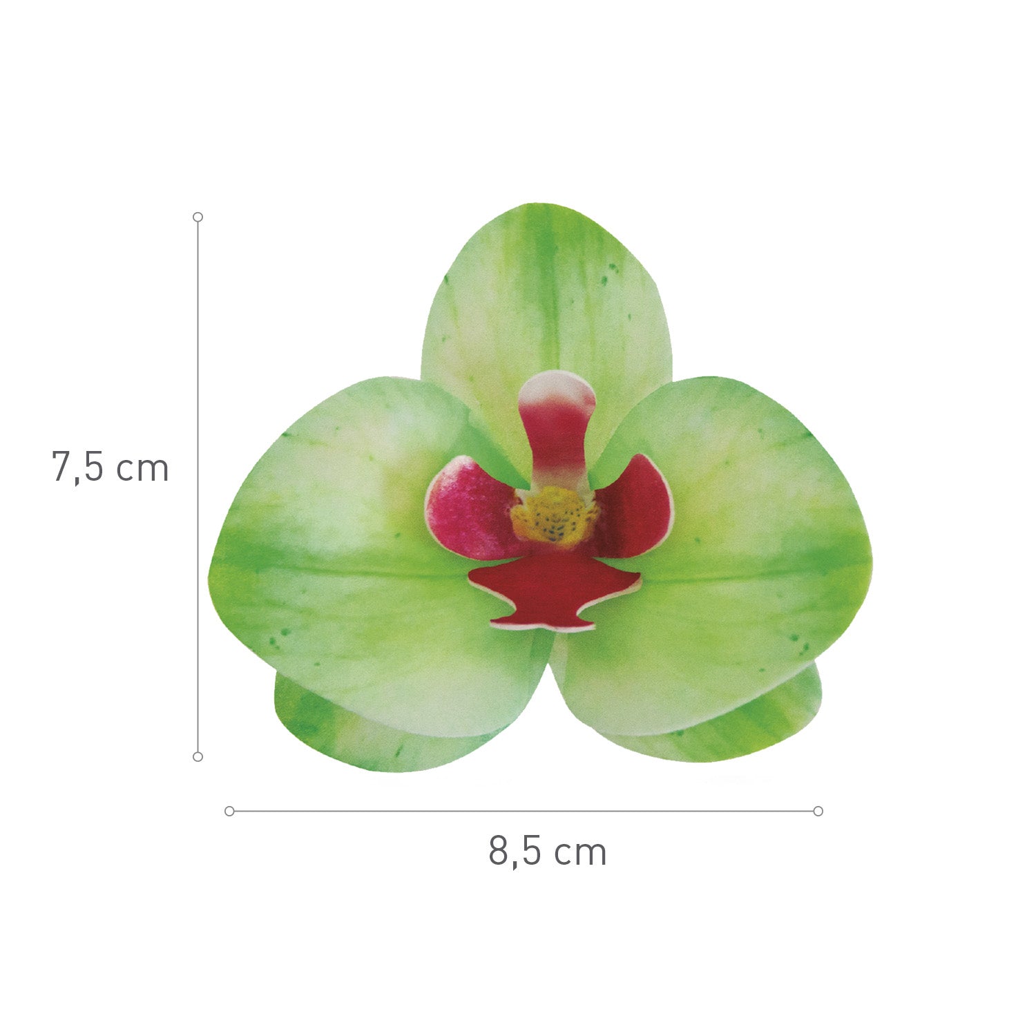 BOX OF 10 GREEN WAFER ORCHIDS 8.5-7.5CM