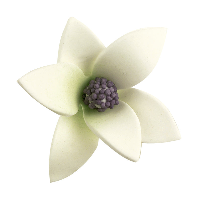 48 SUGAR WHITE ROSES WITH COLOR INSIDE 6 x 2,5 CM