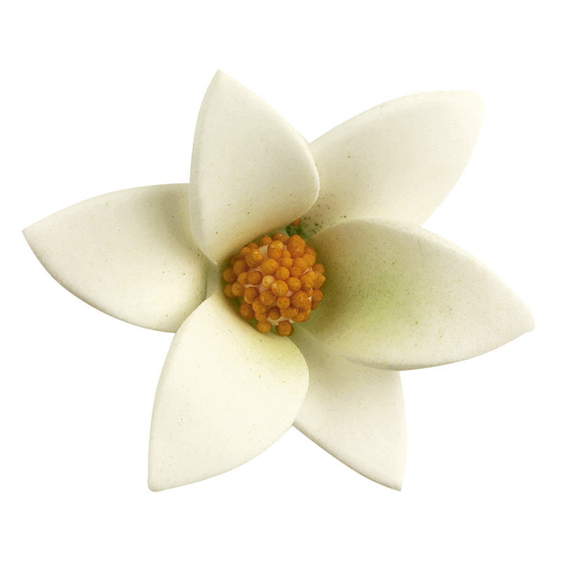 48 SUGAR WHITE ROSES WITH COLOR INSIDE 6 x 2,5 CM