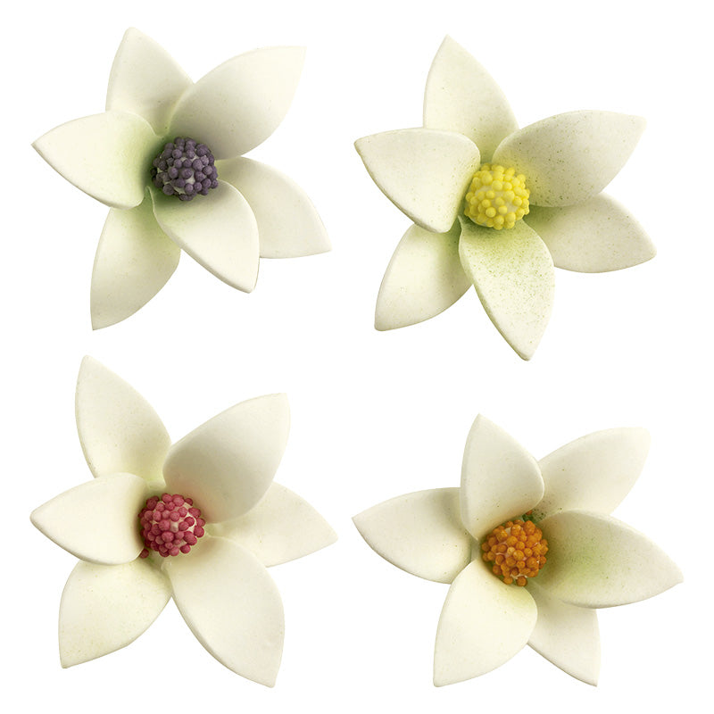 48 SUGAR WHITE ROSES WITH COLOR INSIDE 6 x 2,5 CM